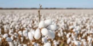 Karachi Cotton Association latest prices