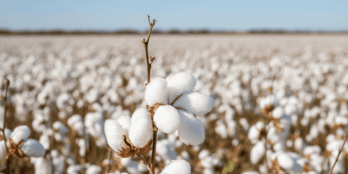 Karachi Cotton Association latest prices