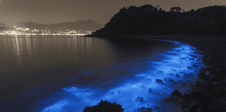 Arabian Sea green glow natural