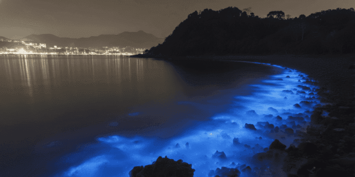 Arabian Sea green glow natural