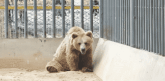 Karachi Zoo brown bear