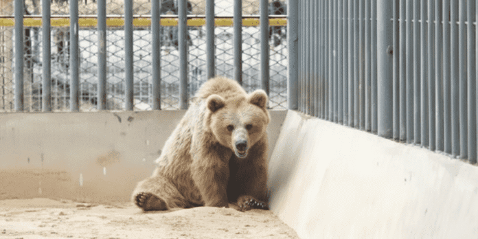 Karachi Zoo brown bear
