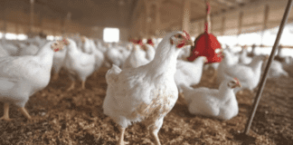 Karachi chicken price drop