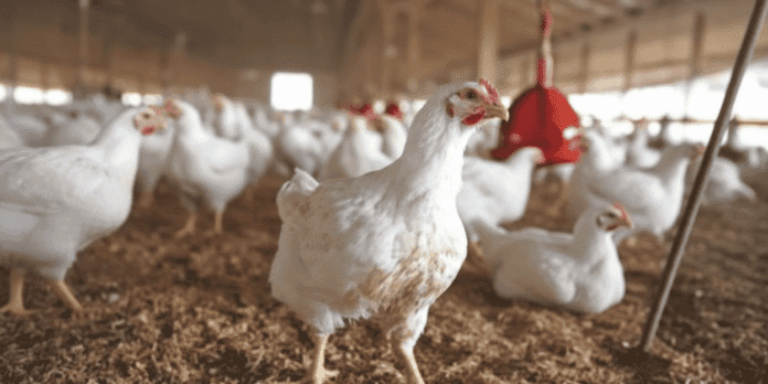 Karachi chicken price drop