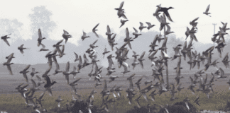 Sindh migratory birds wildlife alert