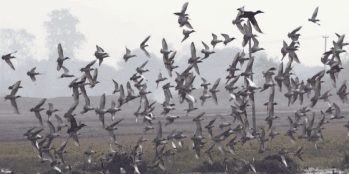 Sindh migratory birds wildlife alert