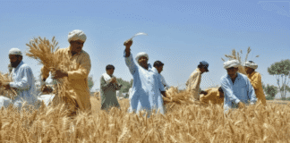 Wheat seed distribution update