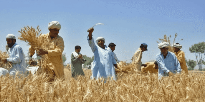 Wheat seed distribution update